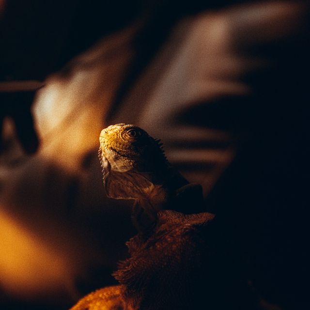 蜥蜴